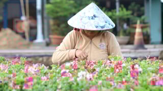 Làng hoa Sa Đéc khởi động vụ hoa kiểng đón Festival cuối năm