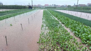 Nghệ An: Hàng trăm ha rau bị ngập do mưa lớn