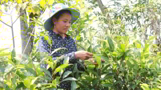 Muốn phát triển, ngành chè Việt phải đi con đường nông nghiệp hữu cơ