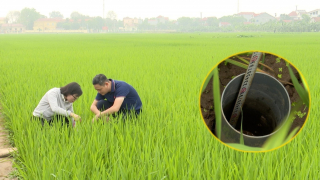 Vĩnh Phúc triển khai 1.000ha lúa giảm phát thải
