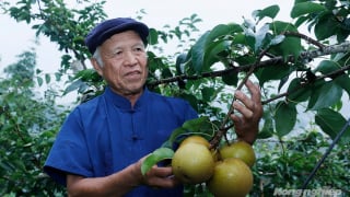 Phát triển ngành trồng trọt bền vững gắn với bảo vệ môi trường