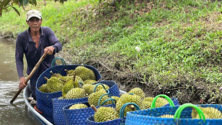 ĐBSCL: Giải tỏa nỗi lo cho doanh nghiệp xuất khẩu trái cây