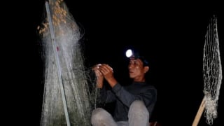 Trắng đêm săn cá mòi ngược nước sông Lam