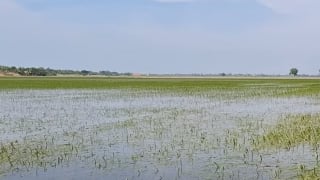 Đề phòng ngập úng nơi trũng thấp dù lũ đầu nguồn ở mức thấp
