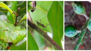 Hướng dẫn xử lý một số sinh vật gây hại trên mắc ca