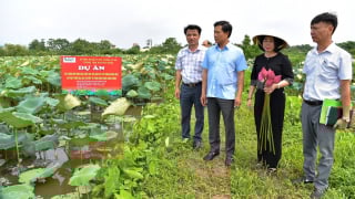 Đa dạng hệ sinh thái cho cây sen Hà Nội