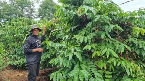 Người dân từng bước thay đổi canh tác cà phê bền vững