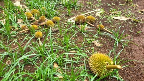 Thời tiết khắc nghiệt, sầu riêng nguy cơ mất mùa