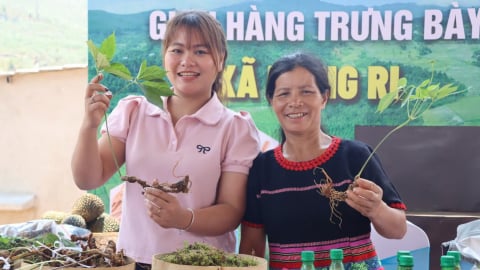 Vinh danh sâm Ngọc Linh