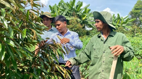 Kon Tum chuyển đổi hơn 3.500 ha cây trồng cho giá trị kinh tế cao