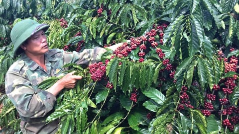 Sức sống mới các hợp tác xã nông nghiệp ở Quảng Ngãi