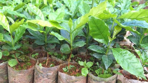 Không nhận hoa, xin nhận cây giống hỗ trợ người dân