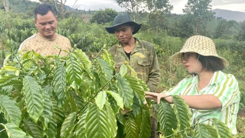 Hỗ trợ sinh kế theo thực tế, người dân vùng cao ấm no