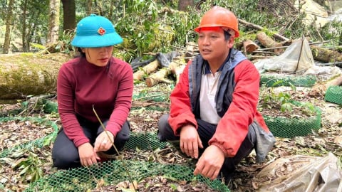 Người trồng sâm Ngọc Linh thiệt hại nặng vì mưa bão