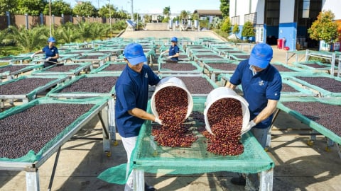 Hành trình đưa cà phê hữu cơ vươn ra thế giới