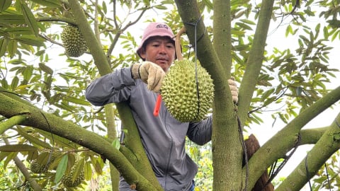 Nghề gõ sầu riêng