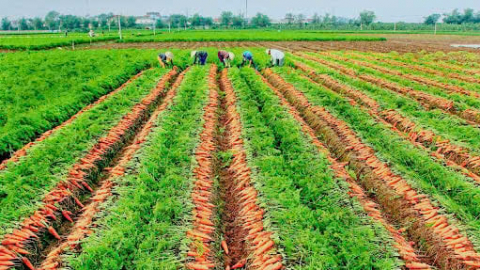 Trồng trọt vượt khó, tăng tốc và kỳ vọng bứt phá