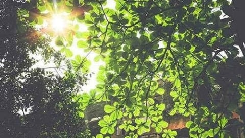Thời tiết nông vụ ngày 12/5/2025: Nhiều nơi đêm có mưa, ngày nắng