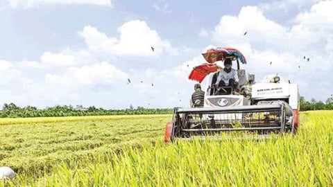 Khẩn trương thu hoạch lúa đông xuân cho kịp mùa vụ tới