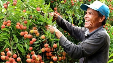 Vải thiều Bắc Giang rộ trái, sẵn sàng xuất khẩu