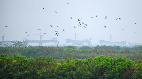 Dưới cánh chim di cư, một hệ sinh thái đang thở