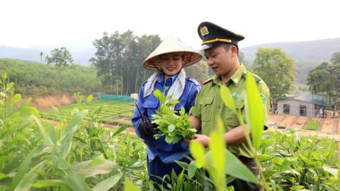 Ngăn chặn cây giống trôi nổi, bảo vệ uy tín nông sản Việt