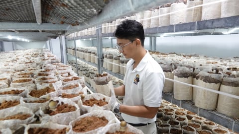 Công nghệ cao ‘bắt bệnh’ hiệu quả cho nấm mối đen