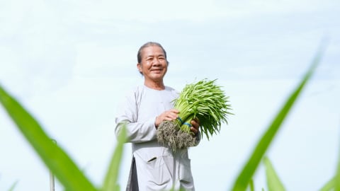 15 năm ‘bền lòng’ với rau muống VietGAP của ông Tám Bi