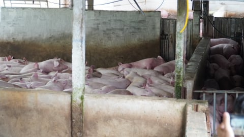 Chủ tịch tỉnh Hậu Giang chỉ đạo xử lý nghiêm việc giết mổ heo bệnh