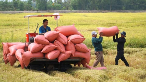 Cần nhóm giải pháp mang tính cộng đồng cho ngành hàng lúa gạo