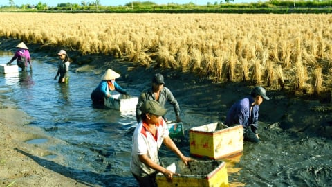 Trồng lúa ST25 vùng lúa - tôm, lãi gấp đôi lúa thường
