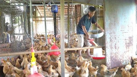 Long An không còn ổ dịch gia súc, gia cầm