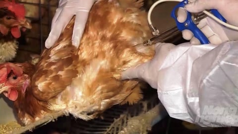 Nguy cơ găm hàng, tăng giá vacxin, thuốc thú y do dịch Covid-19