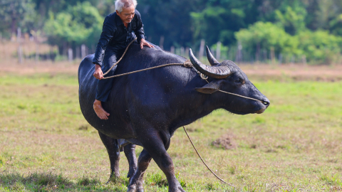 Năm Sửu tản mạn chuyện con trâu