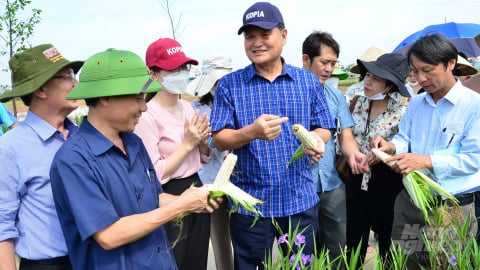 Những giống ngô nếp ngon nhất Việt Nam và Hàn Quốc cùng so đọ