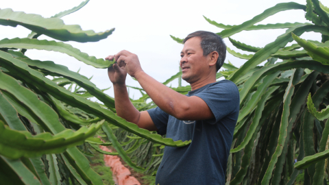 Trồng thanh long hướng hữu cơ, nông dân thắng lớn