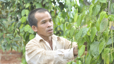 Hội Nông dân sản xuất phân bón hữu cơ