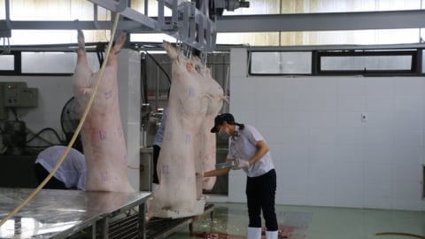 Tỷ lệ cơ sở giết mổ tập trung ở Hải Phòng còn thấp