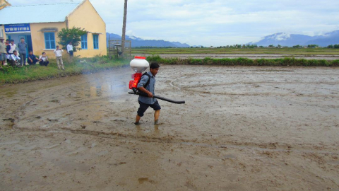 Những lưu ý phòng trừ chuột, ốc bươu vàng hiệu quả