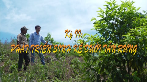 Giữ rừng mãi xanh - Kỳ II: Phát triển sinh kế dưới tán rừng