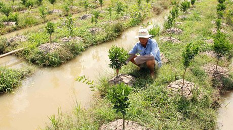 Những lưu ý trồng cam sành trên đất lúa