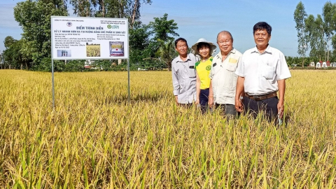Giáo sư Võ Tòng Xuân và duyên nợ với cây lúa