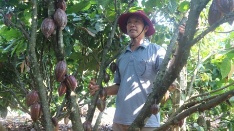 Giá ca cao tăng gấp đôi, nông dân trúng lớn