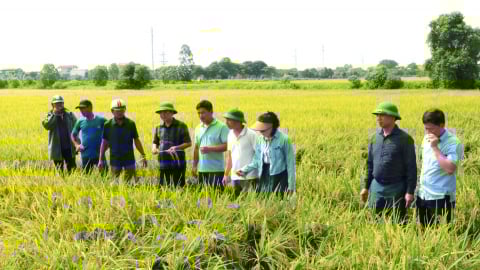 Trồng lúa không cày bừa, lợi nhuận cao hơn 4 triệu đồng/ha so với truyền thống