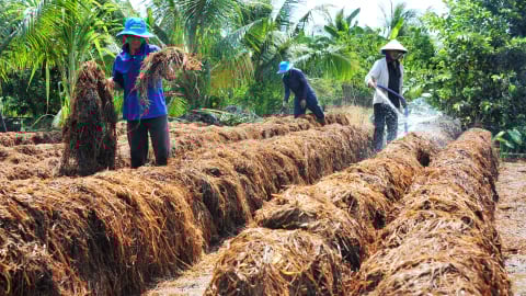 Xử lý tốt phụ phẩm lúa gạo, ĐBSCL sẽ tiết kiệm được 1,4 triệu tấn phân bón