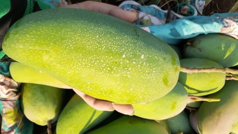 'Bí kíp' để xoài cho quả tới 2,6kg, to như cái phích