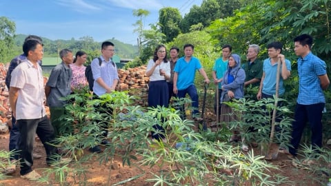 Tập huấn kỹ thuật trồng quế theo hướng hữu cơ