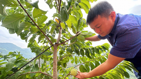 Trồng na Thái bền vững trên đất dốc, thắng ngay vụ quả bói