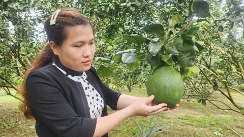 Chú trọng biện pháp sinh học hạn chế sâu bệnh hại bưởi