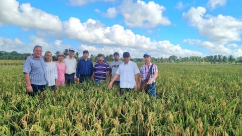 Chuyện đoàn chuyên gia Việt Nam hướng dẫn sản xuất lúa ở Cuba